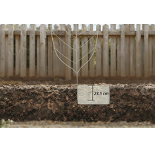Ein Pflanzgerüst steht im Gartenboden, die Pflanztiefe beträgt 23,5 Zentimeter.