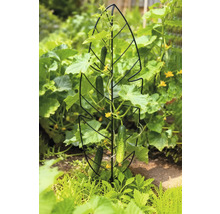 Gurkenpflanze mit Rankhilfe im Garten