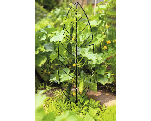 Gurkenpflanze mit Rankhilfe im Garten