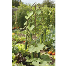 Gurkenpflanze an einer Rankhilfe im Garten