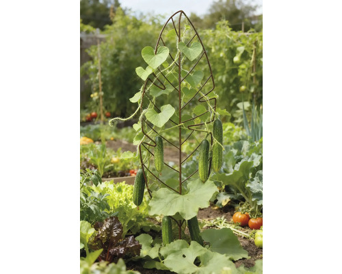 Gurkenpflanze an einer Rankhilfe im Garten