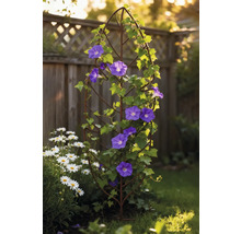 Gartenszene mit Rankhilfe, blühenden Winden und Gänseblümchen