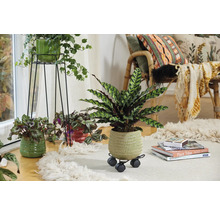 Dekoratives Wohnzimmer mit Zimmerpflanzen in Töpfen auf einem Teppich