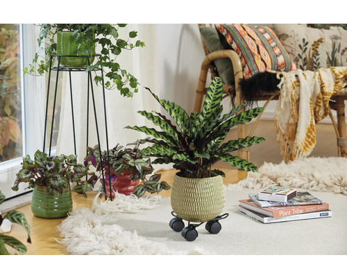 Dekoratives Wohnzimmer mit Zimmerpflanzen in Töpfen auf einem Teppich