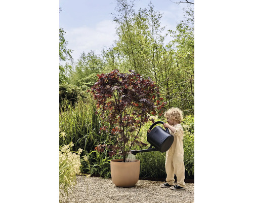 Un enfant arrose un érable japonais dans un pot de fleurs dans le jardin