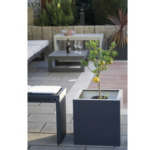 Ein Zitronenbaum in einem Pflanzgefäß auf einer Terrasse mit Gartenmöbeln.