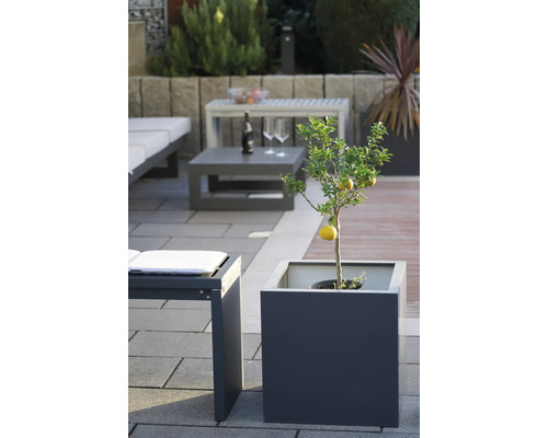 Ein Zitronenbaum in einem Pflanzgefäß auf einer Terrasse mit Gartenmöbeln.
