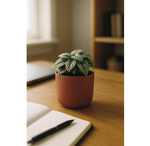 Tischdekoration mit Zierspargel in Keramiktopf, Notizbuch und Stift