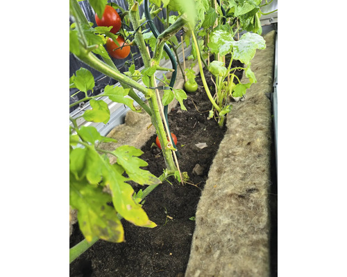 Tomaten und Zucchini wachsen in einem Hochbeet.