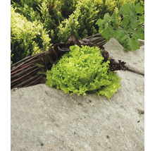 Laitue pommée et laitue à couper sur un socle en pierre