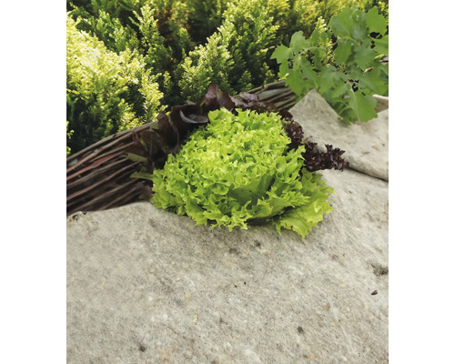 Laitue pommée et laitue à couper sur un socle en pierre