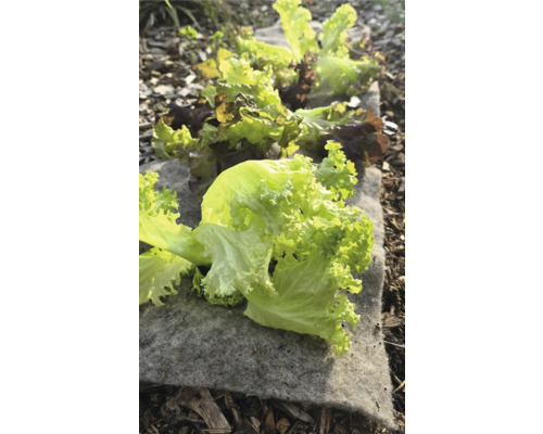 Salade verte sur toile de jardin dans le parterre