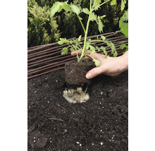 Einpflanzen einer Tomatenpflanze in Erde mit Schafwolle