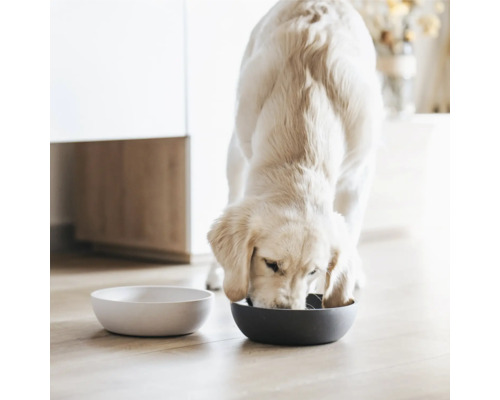 Ein Golden Retriever frisst aus einem Hundenapf, neben dem ein leerer Napf steht.