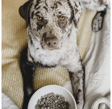 Chien tacheté allongé à côté d'une gamelle de nourriture pour chien