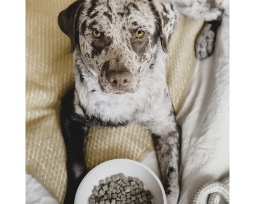 Chien tacheté allongé à côté d'une gamelle de nourriture pour chien