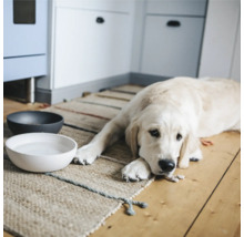 Chien clair allongé à côté de gamelles remplies sur un tapis dans une pièce