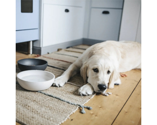 Chien clair allongé à côté de gamelles remplies sur un tapis dans une pièce