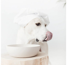 Chien avec toque de cuisinier et bol vide