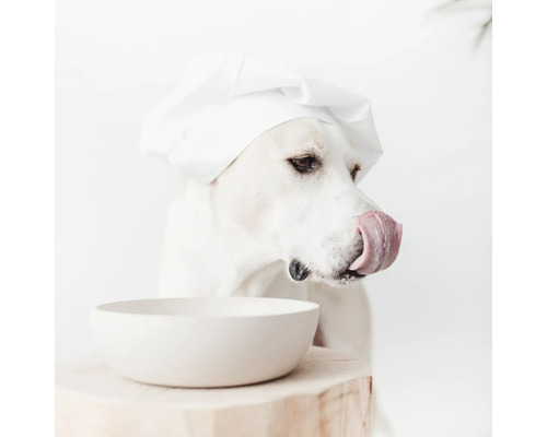 Chien avec toque de cuisinier et bol vide