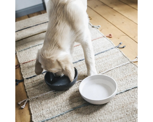 Chien buvant dans une gamelle à côté d'un bol d'eau sur un tapis.