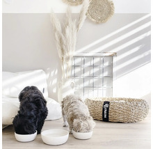 Deux chiens mangent dans des gamelles blanches dans un salon lumineux avec des éléments décoratifs.