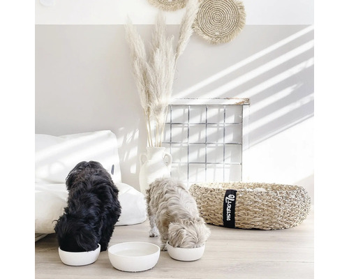 Deux chiens mangent dans des gamelles blanches dans un salon lumineux avec des éléments décoratifs.