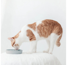 Eine getigerte Katze frisst aus einem Futternapf.