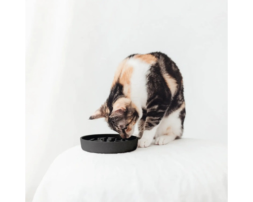 Chat mange dans un bol noir pour animaux