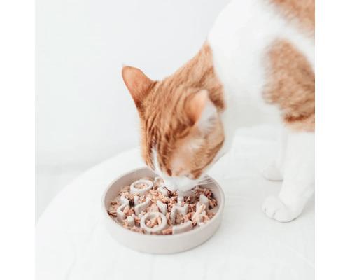 Chat mangeant de la nourriture humide dans un bol interactif