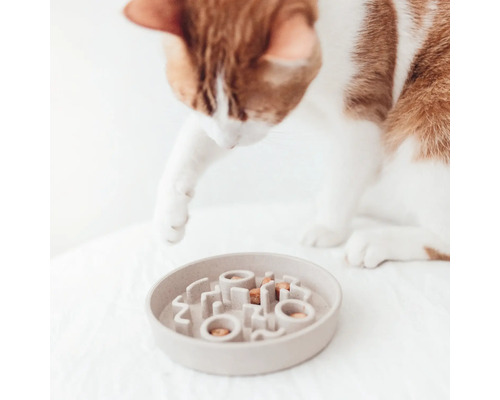 Chat regardant une gamelle avec de la nourriture