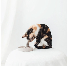 Un chat joue avec un labyrinthe d'alimentation sur une table.