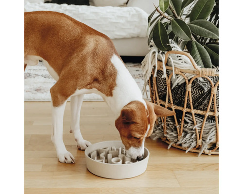 Hund frisst aus einem interaktiven Fressnapf zur Verlangsamung der Futteraufnahme.