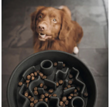 Gamelle pour chien avec nourriture et chien