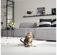 Chat assis dans un salon devant deux gamelles