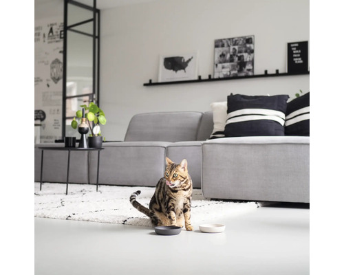 Chat assis dans un salon devant deux gamelles