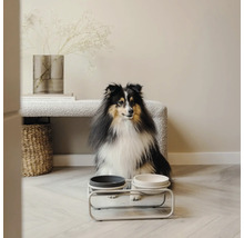 Chien assis devant une gamelle sur un support dans une pièce