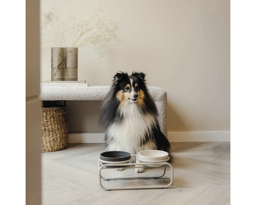 Chien assis devant une gamelle sur un support dans une pièce