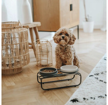 Chien assis à côté d'une gamelle sur un support dans un salon.