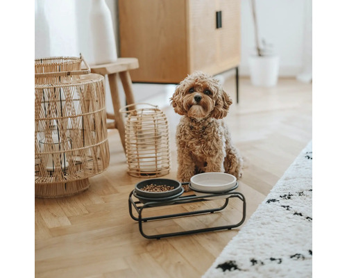 Chien assis à côté d'une gamelle sur un support dans un salon.