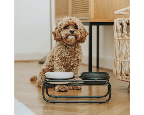 Chien assis à côté d'une gamelle surélevée avec deux bols sur un plancher en bois
