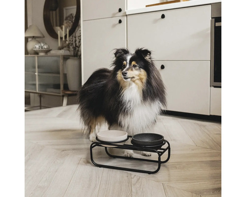 Chien devant une gamelle avec deux bols sur un support en métal noir dans une cuisine.