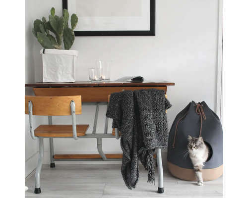 Scène d'intérieur avec bureau, cactus, couverture et niche pour chat avec chat