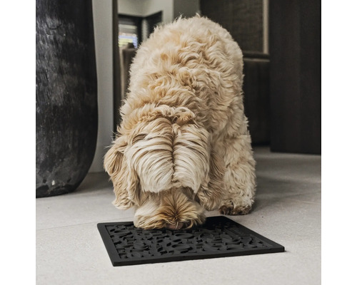 Chien reniflant un paillasson noir