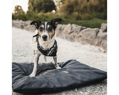 Un chien avec un foulard à carreaux se tient sur un matelas pour chien gris