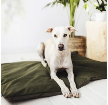 Un lévrier se repose sur un coussin pour chien