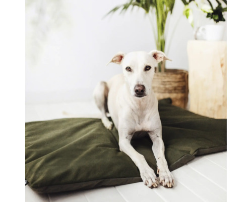 Un lévrier se repose sur un coussin pour chien