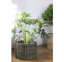 Plante d'intérieur dans un panier tressé