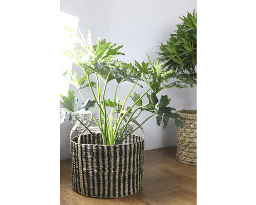 Plante d'intérieur dans un panier tressé