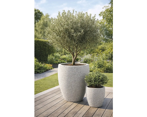 Olivenbaum in grossem Pflanzkübel und kleiner Topfpflanze im Garten